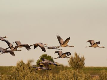 Bandada de grullas en pleno vuelo