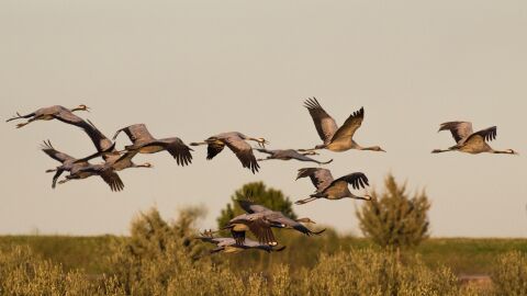 Bandada de grullas en pleno vuelo