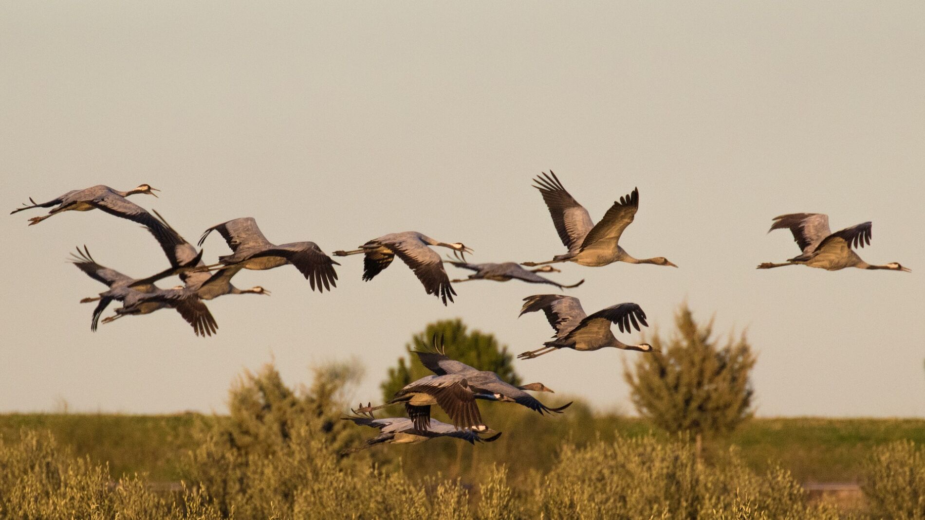 Bandada de grullas en pleno vuelo