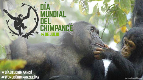 Día Mundial del Chimpancé Día Mundial del Chimpancé