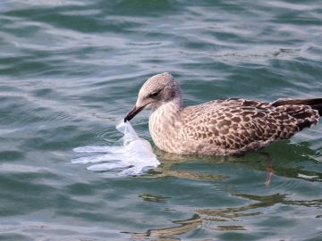 Ave con un guante de plástico en el mar