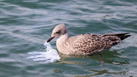 Ave con un guante de plástico en el mar Ave con un guante de plástico en el mar