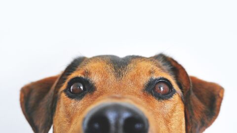 Perro Perro