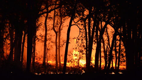 Incendio forestal Incendio forestal