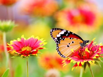 Mariposa en unas flores