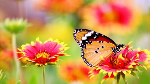 Mariposa en unas flores