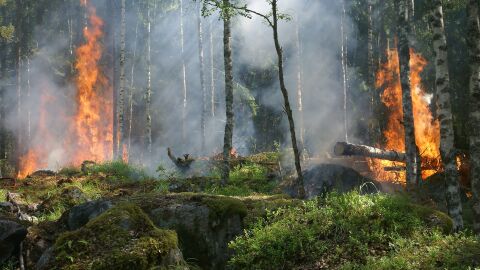 Incendio forestal Incendio forestal