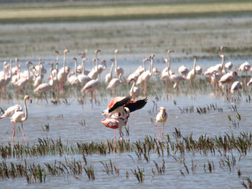 Parque Nacional de Doñana, Huelva