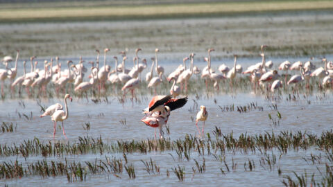 Parque Nacional de Doñana, Huelva Parque Nacional de Doñana, Huelva