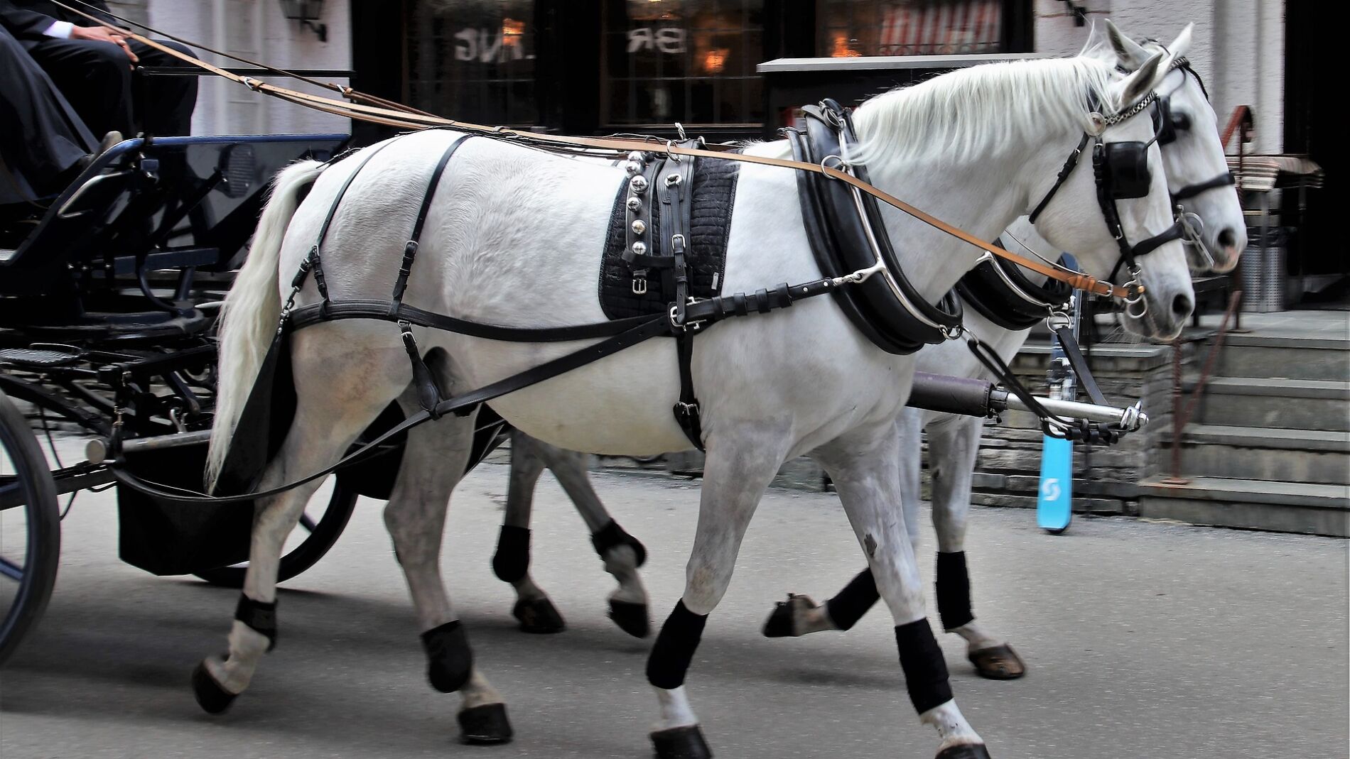 Calesa de caballos