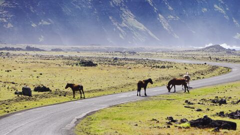 Caballos en la carretera Caballos en la carretera
