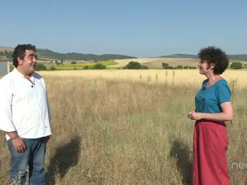 Asistimos a la cosecha de espelta en Sigüenza