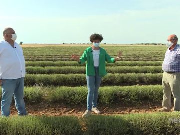 Así se cultiva la lavanda