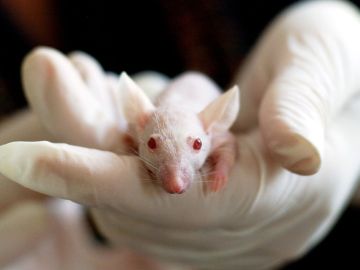 Logran reprogramar el sistema CRISPR en ratones para eliminar celulas tumorales sin afectar a las sanas