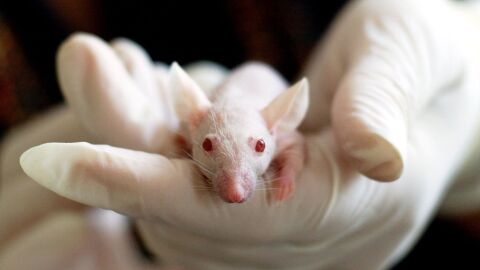 Logran reprogramar el sistema CRISPR en ratones para eliminar celulas tumorales sin afectar a las sanas Logran reprogramar el sistema CRISPR en ratones para eliminar celulas tumorales sin afectar a las sanas