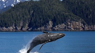 Ballenas jorobadas