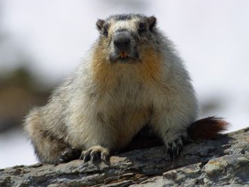 Marmota