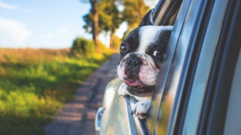 Perro viajando en un coche