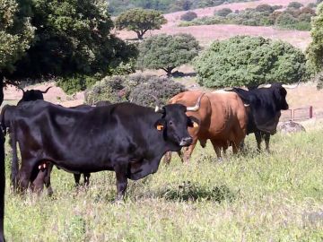 ¿Contaminan todas las vacas igual?