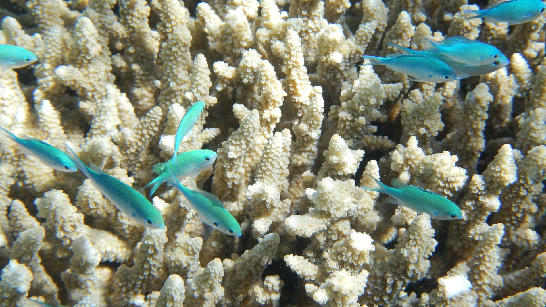 La Gran Barrera de Coral de Australia
