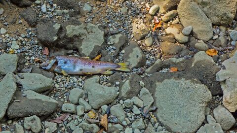 Aparición de peces muertos Aparición de peces muertos