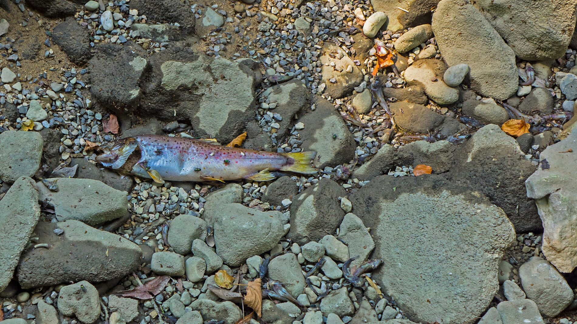 Aparición de peces muertos