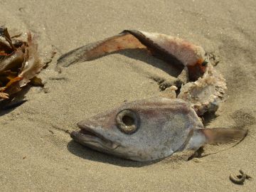 Aparición de peces muertos en el Mar Menor