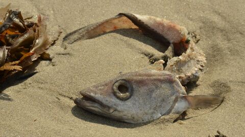 Aparición de peces muertos en el Mar Menor Aparición de peces muertos en el Mar Menor