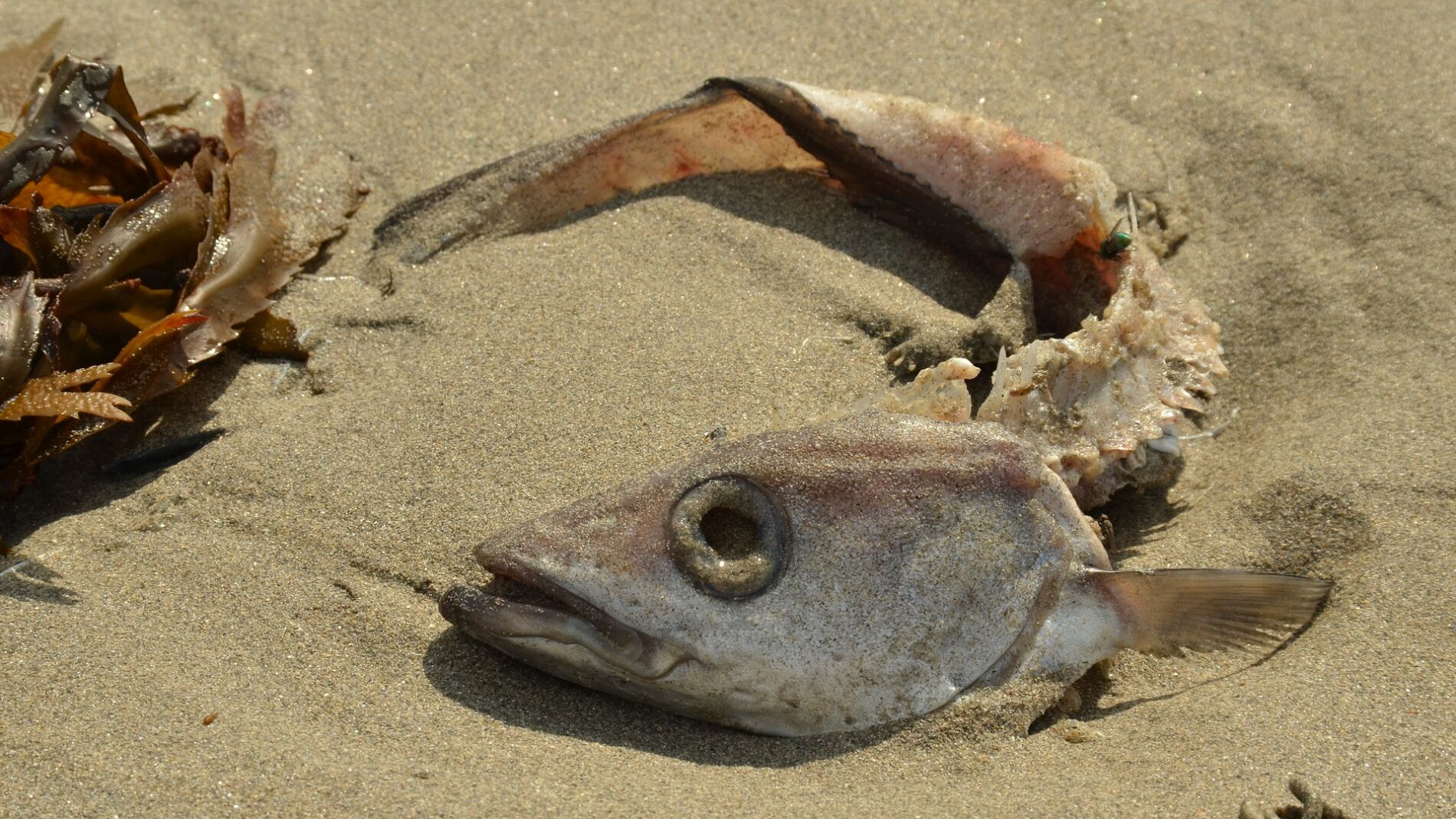 Aparición de peces muertos en el Mar Menor