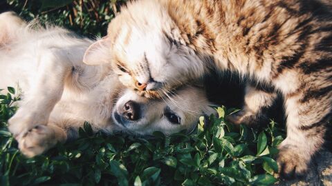 Perros y gatos Perros y gatos