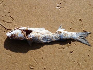 Peces muertos en el Mar Menor