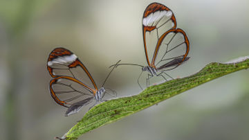 Mariposas Greta oto