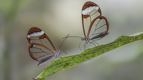 Mariposas Greta oto Mariposas Greta oto