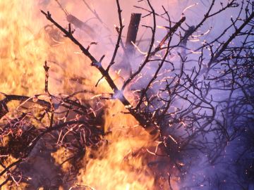 Incendio forestal