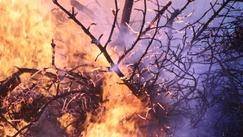 Incendio forestal