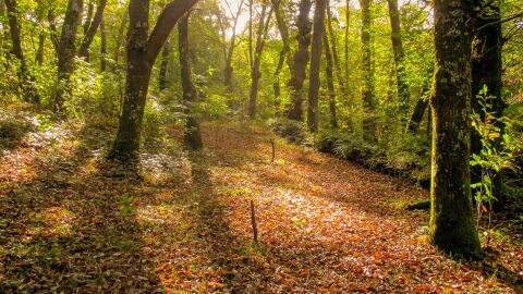 Bosque de Espa&ntilde;a