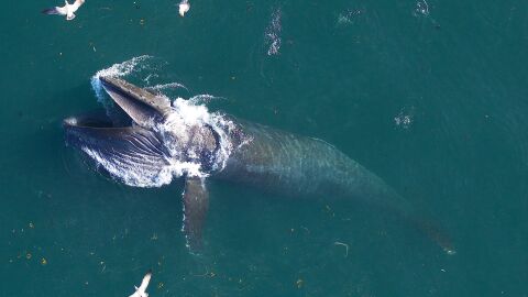 Una ballena jorobada Una ballena jorobada