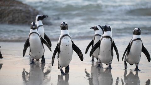 Pingüinos Pingüinos