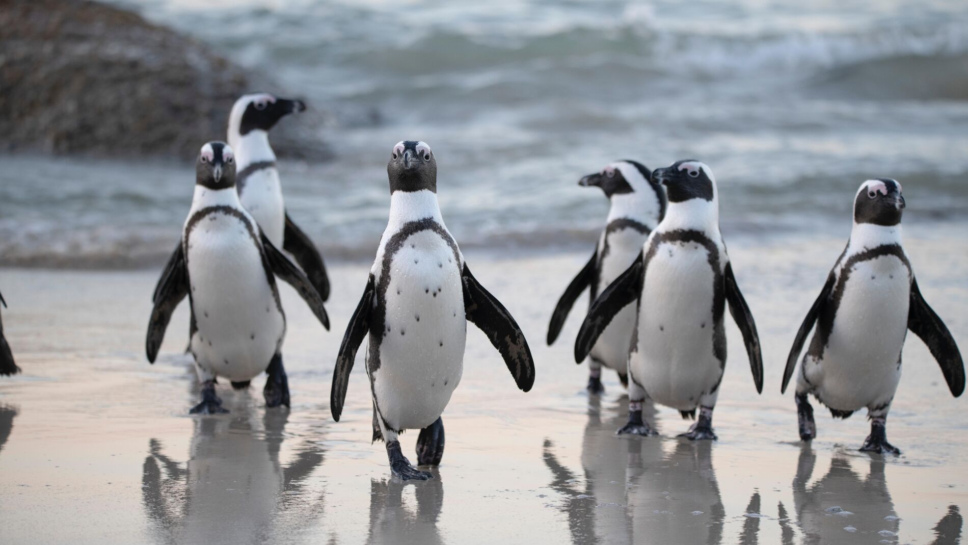 Pingüinos