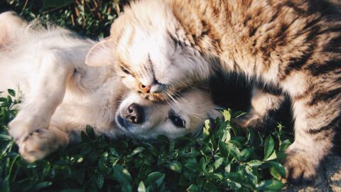 Mascotas perro y gato