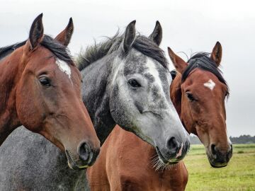 Proponen el caballo como medio de transporte para reducir la contaminación