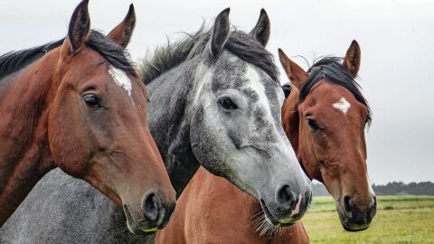 Proponen el caballo como medio de transporte para reducir la contaminaci&oacute;n
