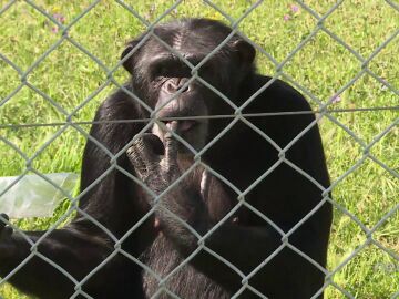 Rainfer, el centro de rescate de primates sin posibilidad de ser reinsertados en la naturaleza