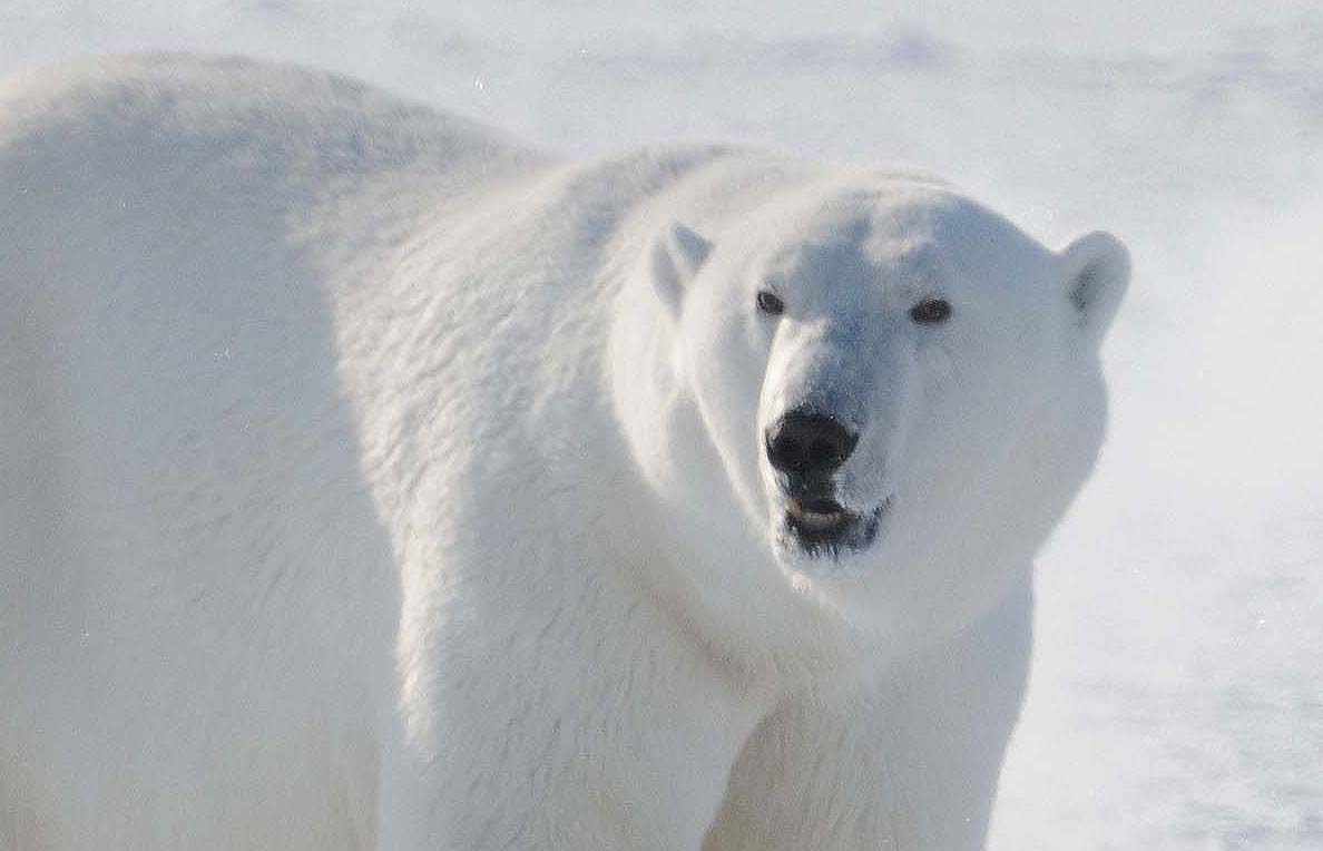 Si el verano ártico se alarga, los osos polares corren el riesgo de morir
