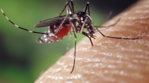 mosquito chupando sangre mosquito chupando sangre