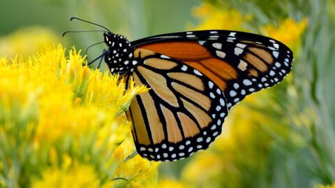 mariposa monarca migratoria mariposa monarca migratoria