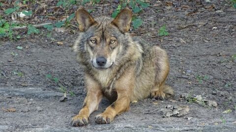 lobo ib&eacute;rico