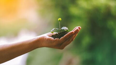 Mano sostiene un plant&oacute;n de un &aacute;rbol 