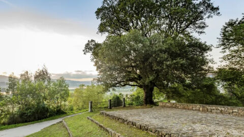 Encina de Colindres, Cantabria