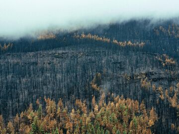 En 2022 ardieron en España 310.000 hectáreas forestales, el peor año del siglo en incendios En 2022 ardieron en España 310.000 hectáreas forestales, el peor año del siglo en incendios